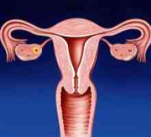 Care este colul uterin la femei?