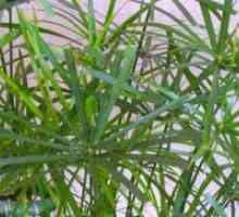 Tsiperus - sfaturi de frunze uscate