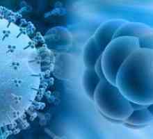 Infecții cu citomegalovirus - simptome
