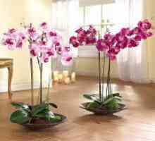 Orhidee cu flori la domiciliu