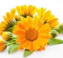 Florile de galbenele - proprietati medicinale