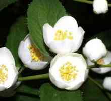 Florile de iasomie - beneficii si vatamare