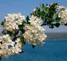 Flori de păducel - proprietăți medicinale