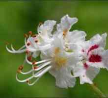 Flori Chestnut în medicina populară