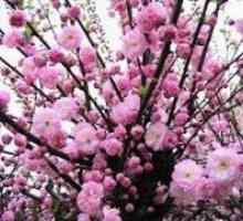 Almond arbust ornamental - plantare și îngrijire