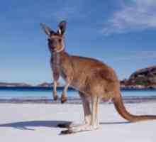 Turistic Australia