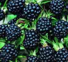 Grădină Blackberry - plantare și îngrijire