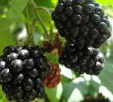 Blackberry „tornfri“ - de plantare și îngrijire