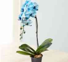 Phalaenopsis: udare
