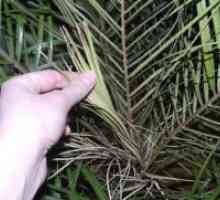 Data de palmier - frunze uscate