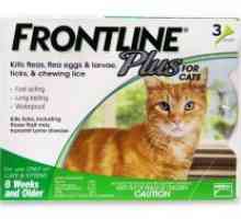 Frontline pentru pisici