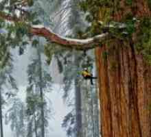 În cazul în care în creștere sequoia?