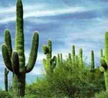 În cazul în care cresc cactus?