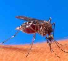 Mușcături de țânțar Gel
