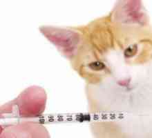Pisici Hepatita