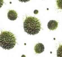 Herpes zoster - simptome și tratament