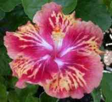 Hibiscus erbacee