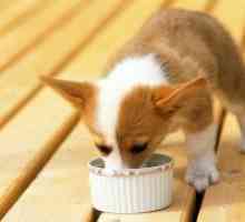 Mâncare pentru câini hipoalergenice
