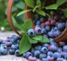 Blueberry Garden - plantare și îngrijire