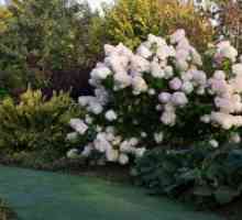Hydrangea paniculata - plantare și îngrijire
