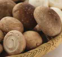 Ciuperci Shiitake - proprietăți utile