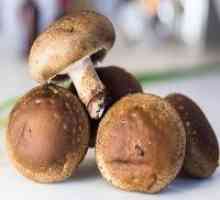 Ciuperci Shiitake - rețete