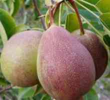 Pear „Svarog“ - descrierea soiului