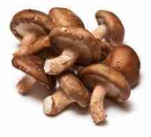Ciuperci - beneficii si Harms