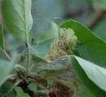 Caterpillar pe un măr în web
