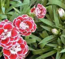 Dianthus chinensis - în creștere din semințe