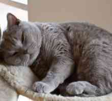 Insuficiență renală cronică la pisici - Simptome