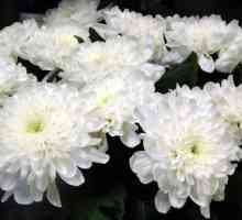 Chrysanthemum: subtilitățile de îngrijire a unei flori la domiciliu