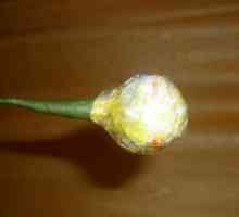 Hârtie Crizanteme ondulate
