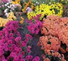 Crizanteme - plantarea și îngrijirea în câmp deschis
