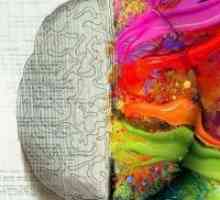 Dezvoltarea creierului drept