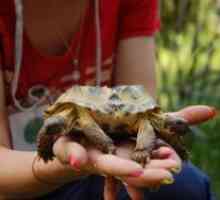 Nume de broască țestoasă