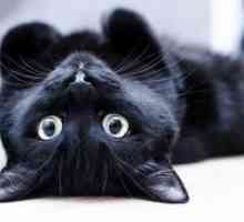 Nume pentru o pisica neagra