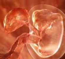 Implantarea embrionului - semne