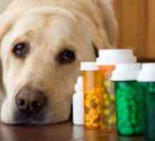 Accident vascular cerebral la câini - Simptome