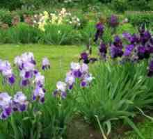 Siberian Iris - plantarea și îngrijirea