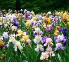 Iris bărbos