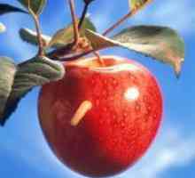 Mărul molia - măsuri de control