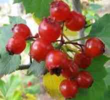 Hawthorn Berry - proprietăți utile