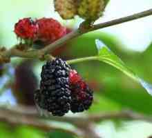 Mulberry fructe de pădure - avantaje și prejudicii