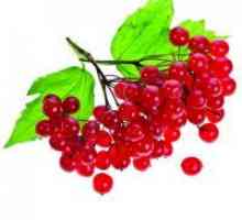 Fructe de padure Viburnum - avantaje și prejudicii