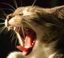 Stomatită ulceroasă la pisici - Tratamentul