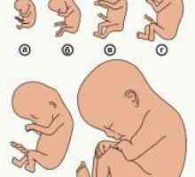 Embryo 2 săptămâni