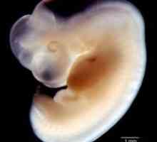 Embrio 6 săptămâni