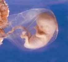 Embryo 8 săptămâni