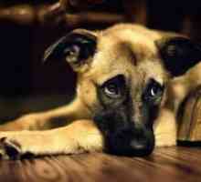 Endometrita la câini - simptome și tratament